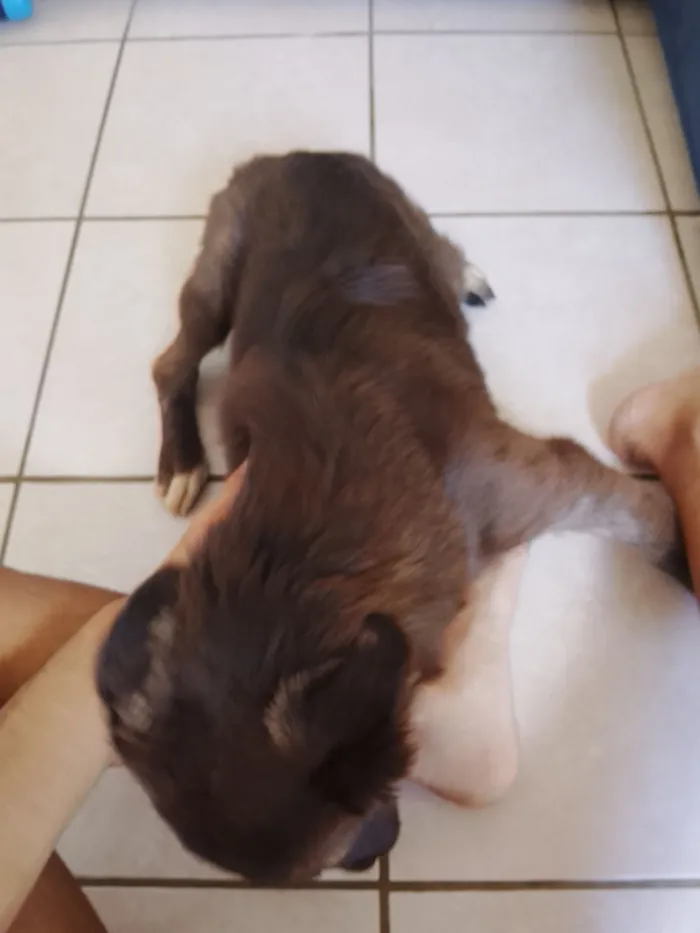 Cachorro raça SRD-ViraLata idade 2 a 6 meses nome Mitty