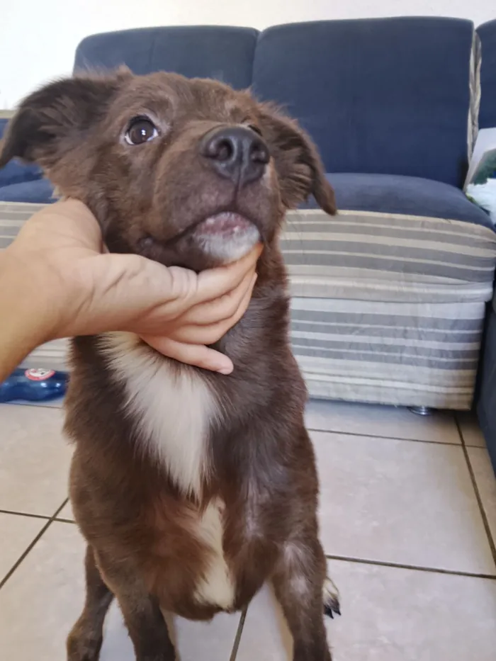 Cachorro raça SRD-ViraLata idade 2 a 6 meses nome Mitty