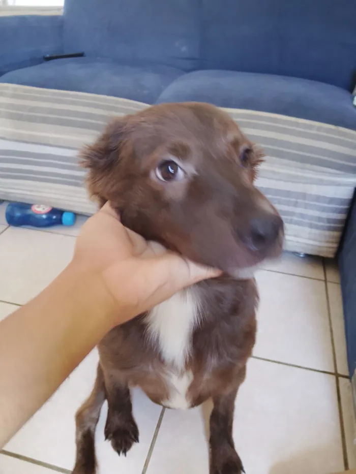Cachorro raça SRD-ViraLata idade 2 a 6 meses nome Mitty
