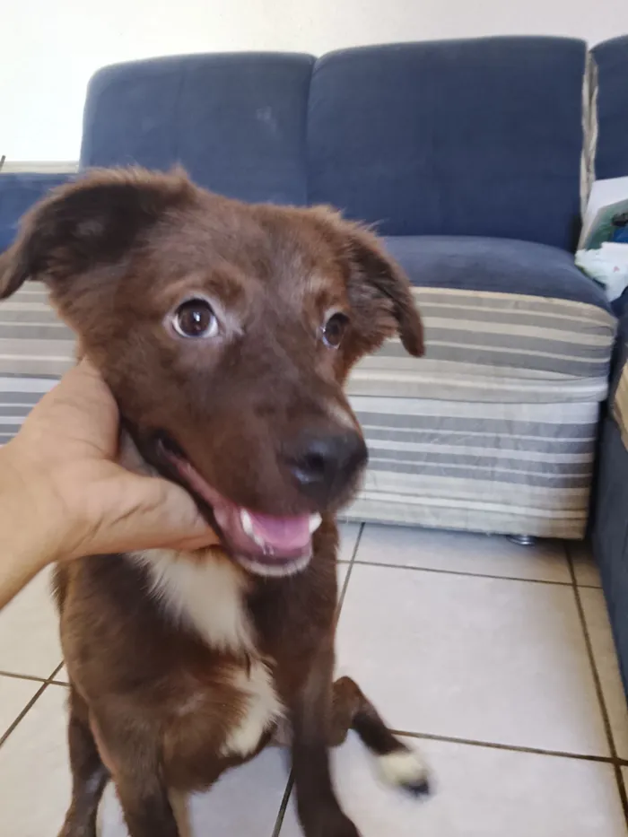 Cachorro raça SRD-ViraLata idade 2 a 6 meses nome Mitty