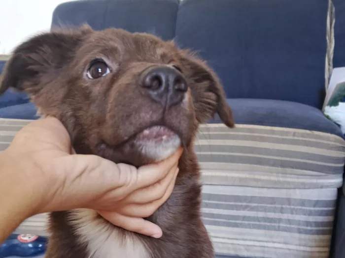 Cachorro raça SRD-ViraLata idade 2 a 6 meses nome Mitty