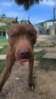 Cachorro raça Pit-Bull idade 3 anos nome Thor 