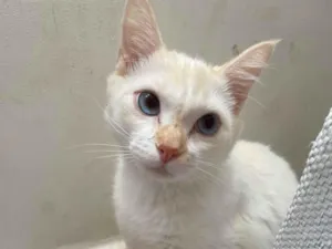 Gato raça SRD-ViraLata idade 7 a 11 meses nome Wiski