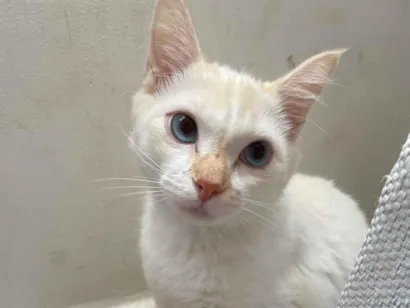 Gato raça SRD-ViraLata idade 7 a 11 meses nome Wiski