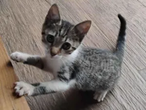 Gato raça SRD-ViraLata idade 2 a 6 meses nome Charlie