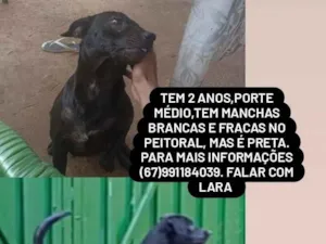 Cachorro raça SRD-ViraLata idade 2 anos nome LARA FABIAN DA CRUZ LIZARDO