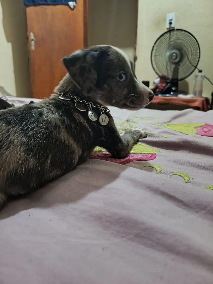 Cachorro raça SRD-ViraLata idade 7 a 11 meses nome Laila