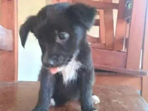 Cachorro raça SRD-ViraLata idade 2 a 6 meses nome sem nome