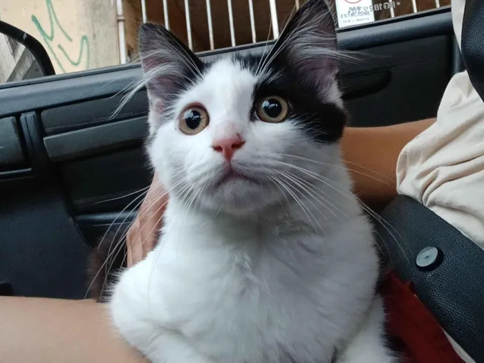 Gato raça SRD-ViraLata idade 2 a 6 meses nome Pan