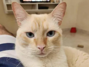 Gato raça Siamês idade 2 anos nome Snow 