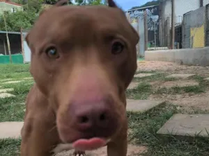 Cachorro raça Pit-Bull idade 3 anos nome Thor 