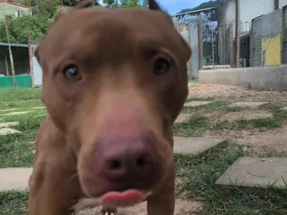 Cachorro raça Pit-Bull idade 3 anos nome Thor 