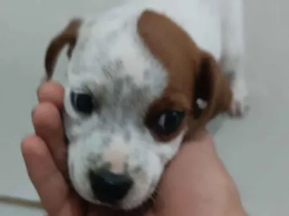Cachorro raça SRD-ViraLata idade Abaixo de 2 meses nome Cão 