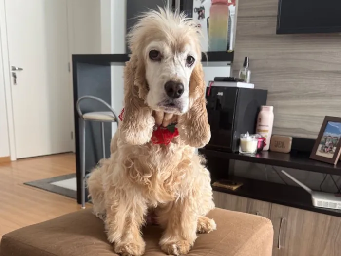 Cachorro raça Cocker idade 6 ou mais anos nome Juju
