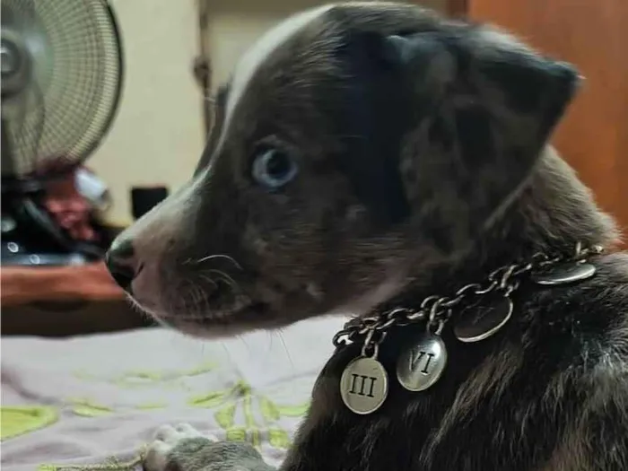 Cachorro raça SRD-ViraLata idade 7 a 11 meses nome Laila