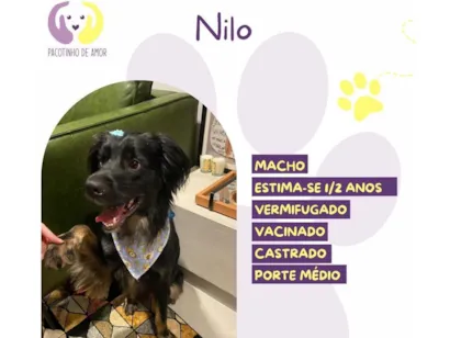 Cachorro raça SRD-ViraLata idade 2 anos nome Nilo