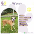 Cachorro raça SRD-ViraLata idade 6 ou mais anos nome Wendy