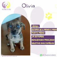 Cachorro raça SRD-ViraLata idade 2 a 6 meses nome Olivia 