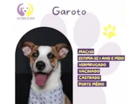 Cachorro raça SRD-ViraLata idade 1 ano nome Garoto 