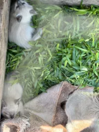 Gato raça Siamês idade Abaixo de 2 meses nome Sem nome ainda??