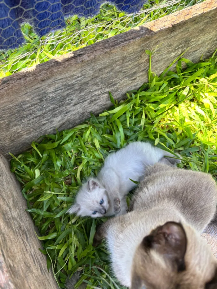 Gato raça Siamês idade Abaixo de 2 meses nome Sem nome ainda??