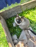 Gato raça Siamês idade Abaixo de 2 meses nome Sem nome ainda??