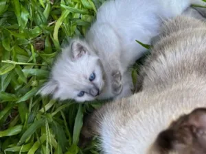Gato raça Siamês idade Abaixo de 2 meses nome Sem nome ainda??