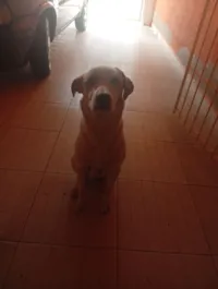 Cachorro raça SRD-ViraLata idade 1 ano nome Athos 