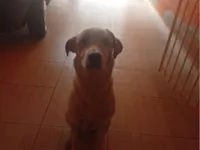 Cachorro raça SRD-ViraLata idade 1 ano nome Athos 