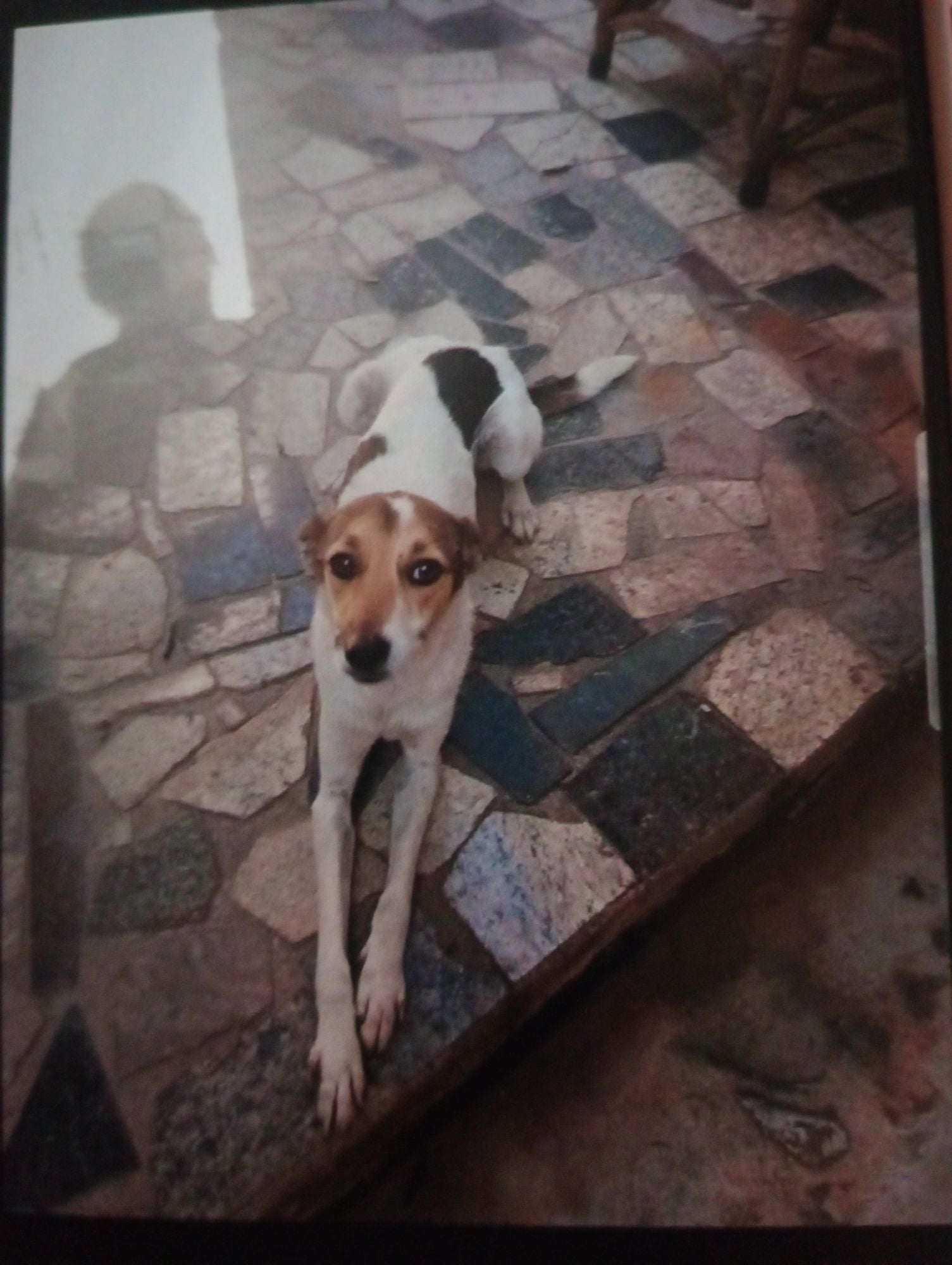 Cachorro raça SRD-ViraLata idade 2 anos nome EDITE AMARO DE OLIVEIRA LACERDA