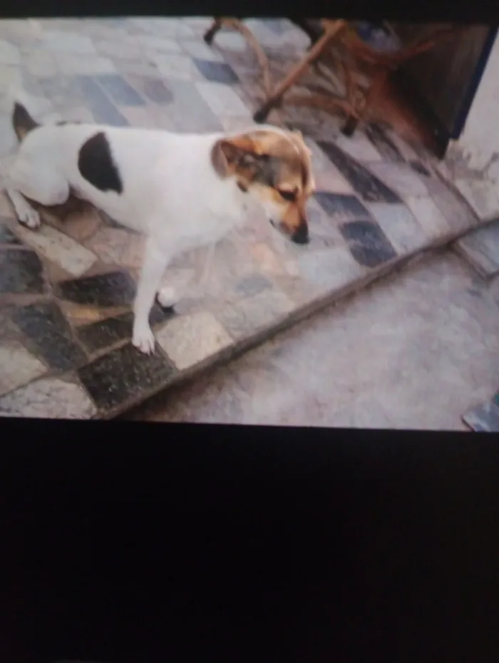 Cachorro raça SRD-ViraLata idade 2 anos nome EDITE AMARO DE OLIVEIRA LACERDA