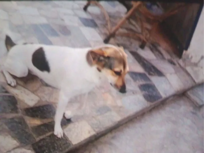 Cachorro raça SRD-ViraLata idade 2 anos nome EDITE AMARO DE OLIVEIRA LACERDA