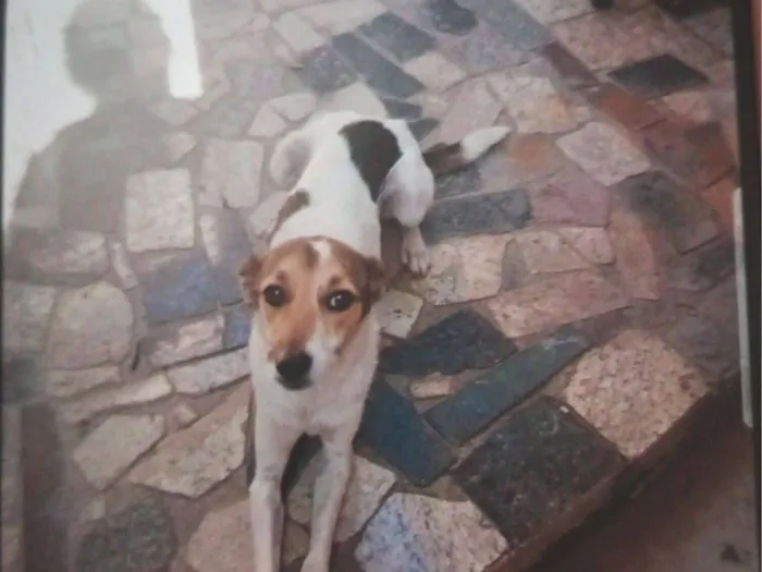 Cachorro raça SRD-ViraLata idade 2 anos nome EDITE AMARO DE OLIVEIRA LACERDA