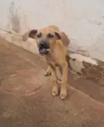 Cachorro raça SRD-ViraLata idade 2 a 6 meses nome Sem nome