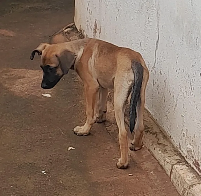 Cachorro raça SRD-ViraLata idade 2 a 6 meses nome Sem nome
