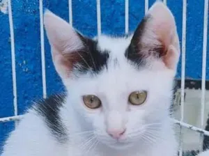 Gato raça SRD-ViraLata idade 2 a 6 meses nome GAEL LEONEL