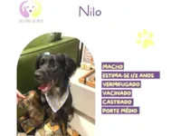 Cachorro raça SRD-ViraLata idade 2 anos nome Nilo