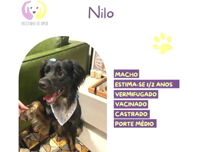 Cachorro raça SRD-ViraLata idade 2 anos nome Nilo