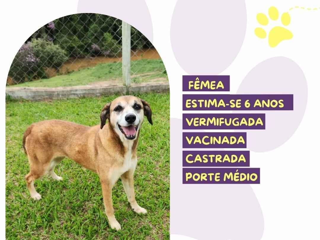 Cachorro raça SRD-ViraLata idade 6 ou mais anos nome Wendy