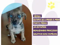 Cachorro raça SRD-ViraLata idade 2 a 6 meses nome Olivia 