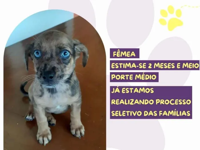 Cachorro raça SRD-ViraLata idade 2 a 6 meses nome Olivia 