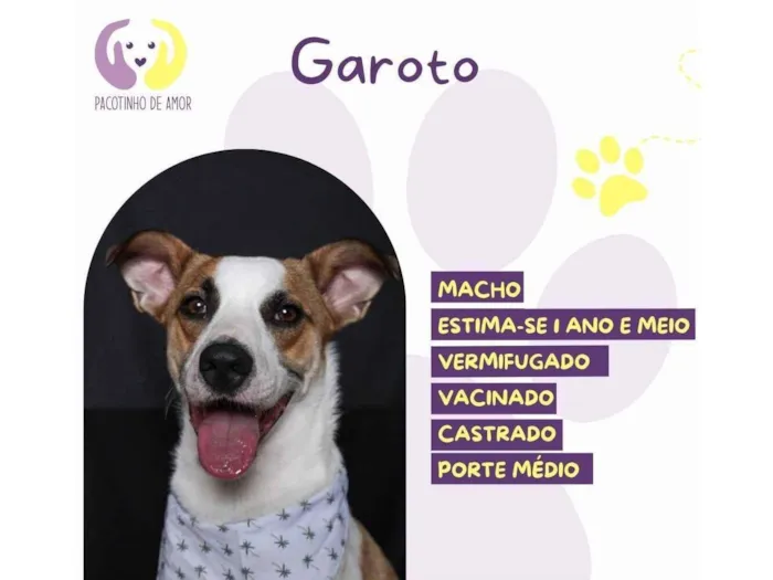 Cachorro raça SRD-ViraLata idade 1 ano nome Garoto 