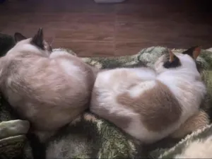 Gato raça SRD-ViraLata idade 1 ano nome Nikka e Blue