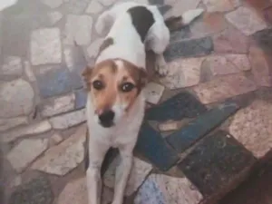Cachorro raça SRD-ViraLata idade 2 anos nome EDITE AMARO DE OLIVEIRA LACERDA