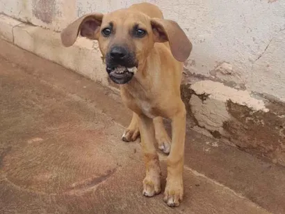 Cachorro raça SRD-ViraLata idade 2 a 6 meses nome Sem nome