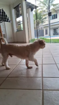 Cachorro raça Lhasa Apso idade 5 anos nome Lollo