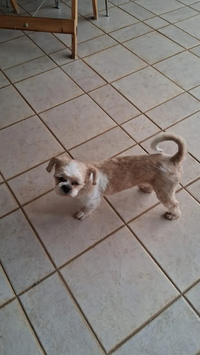 Cachorro raça Lhasa Apso idade 5 anos nome Lollo