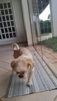 Cachorro raça Lhasa Apso idade 5 anos nome Lollo