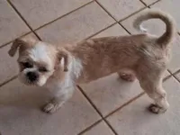 Cachorro raça Lhasa Apso idade 5 anos nome Lollo