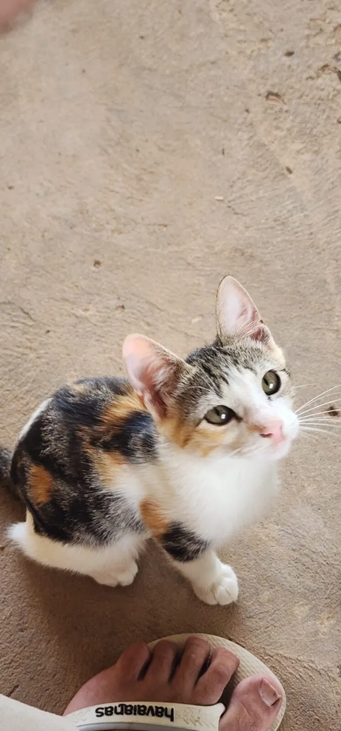 Gato raça SRD-ViraLata idade 7 a 11 meses nome Não tem nome 